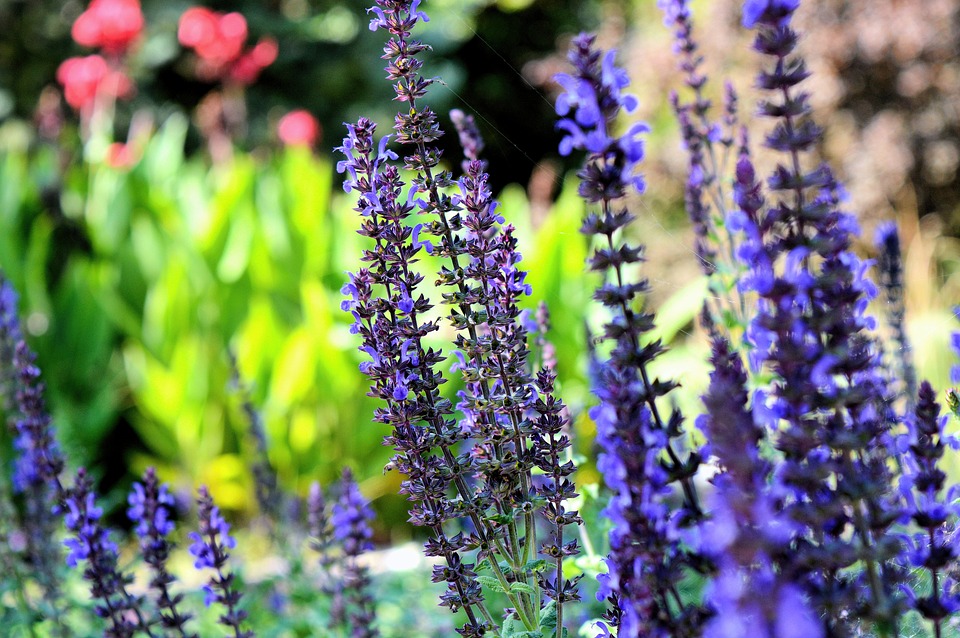 Samugheo in Fiore